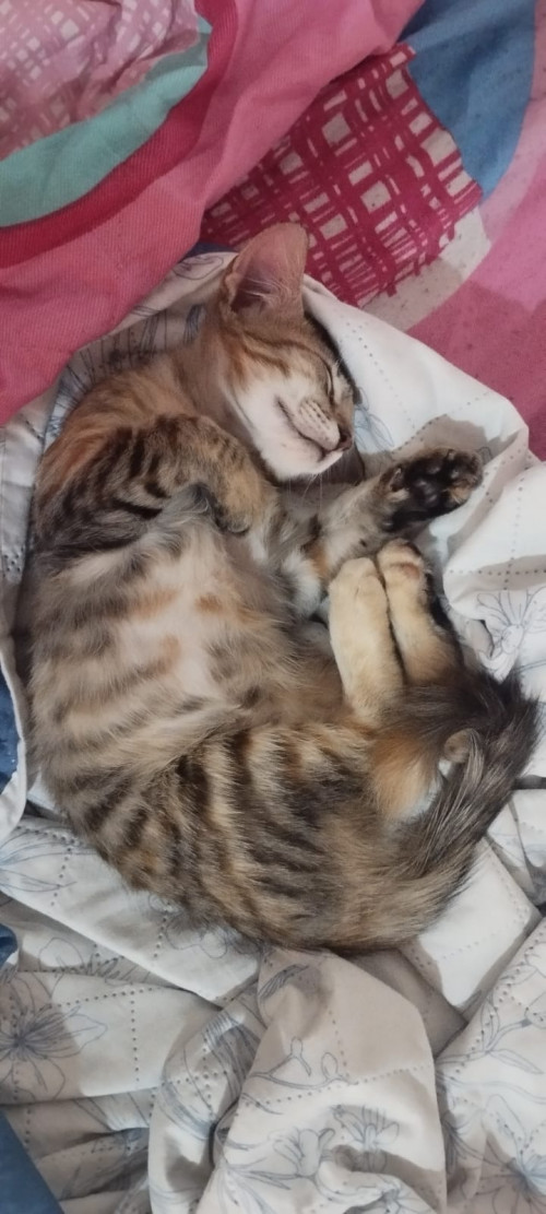 Canela