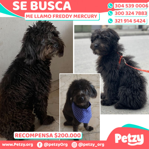 Foto de mascota Freddy Mercury 