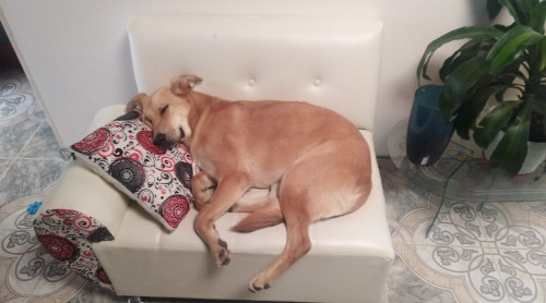 Chiqui