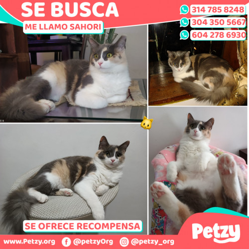 Foto de mascota Sahori