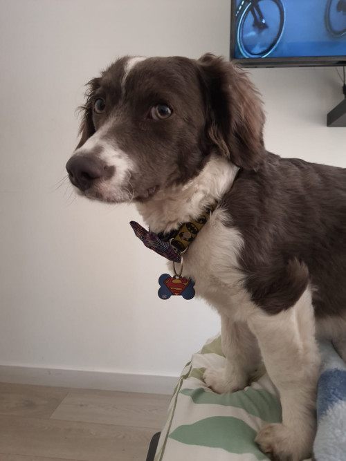 Milo