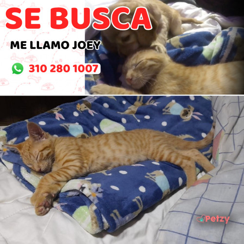 Foto de mascota Joey