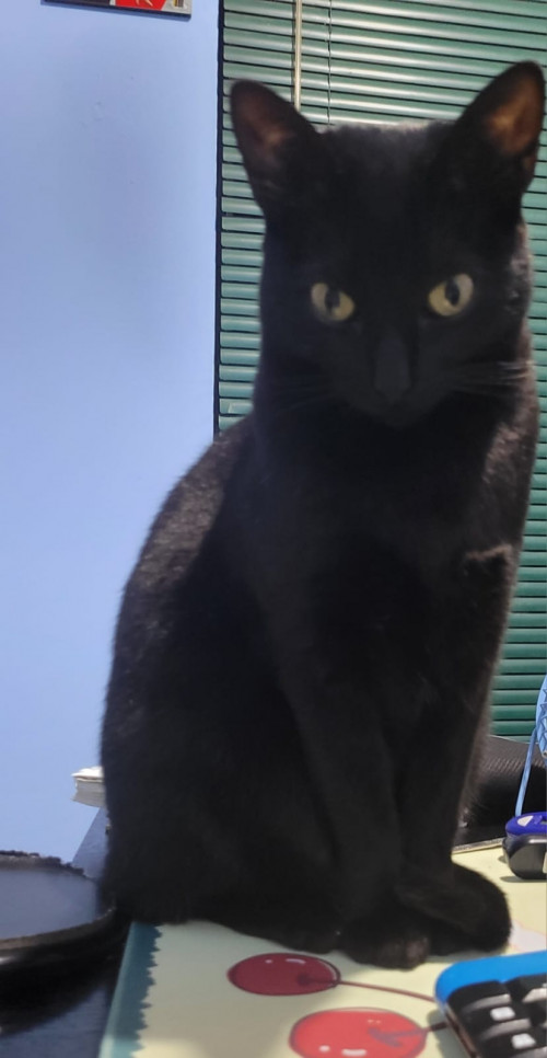 Nala