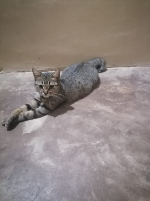 Chaparra
