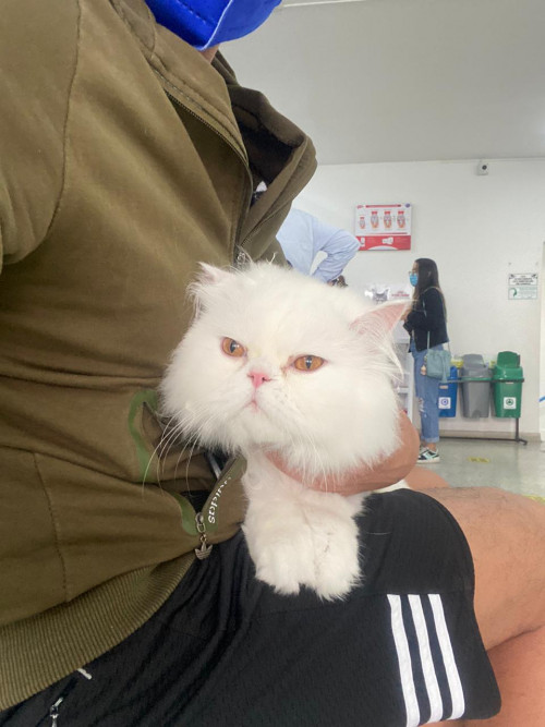 Lupito