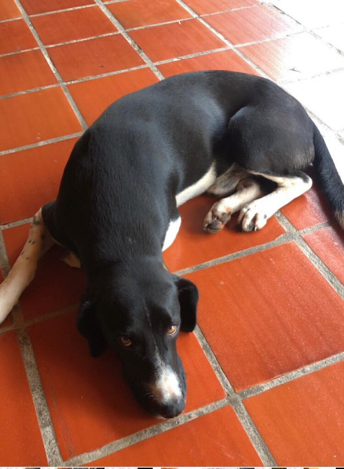 Negro