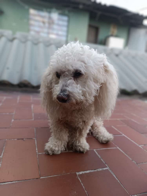 Camilo