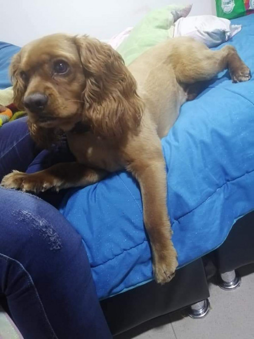 Tobby