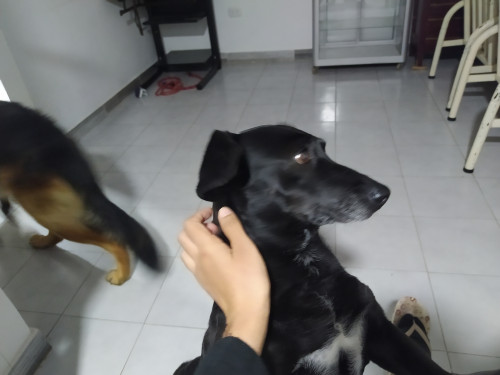 Maya
