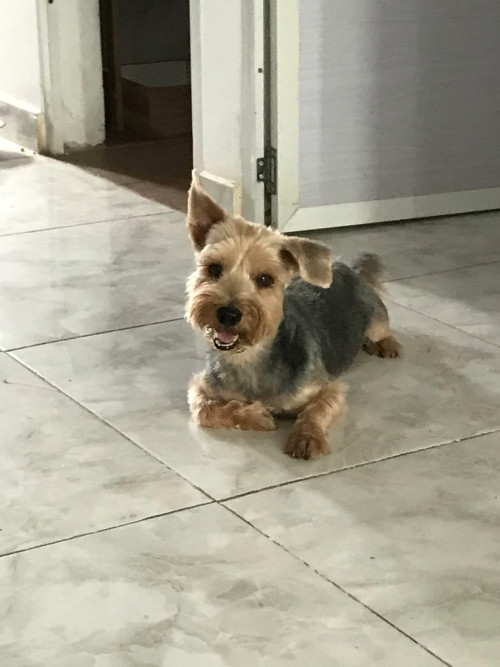 Bruno