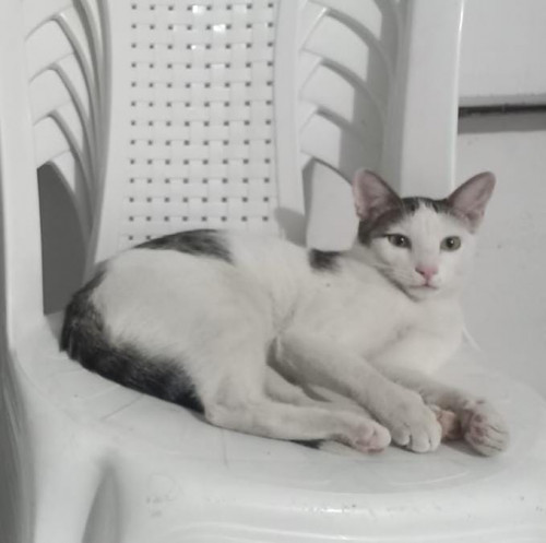 Niño