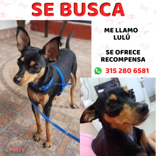 Foto de mascota Lulu