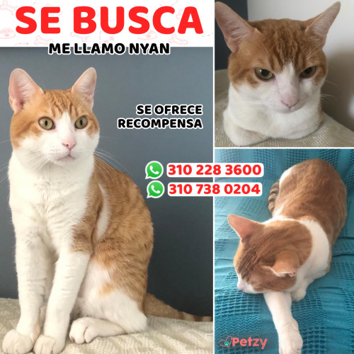 Foto de mascota Nyan