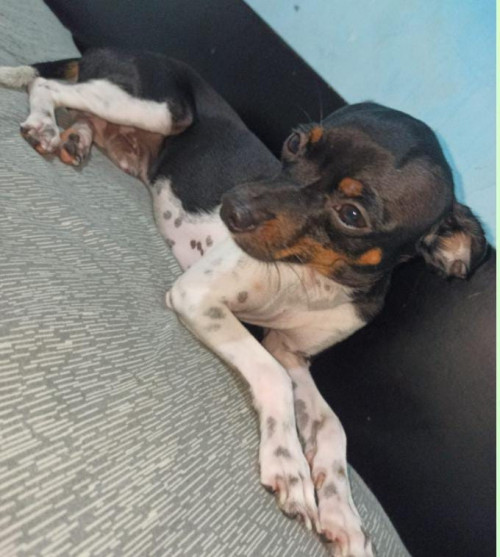 Paco