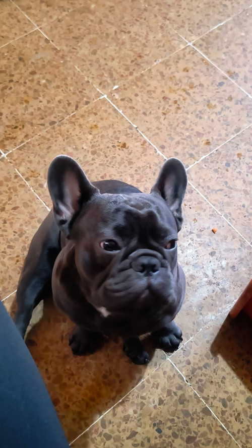 Maxi