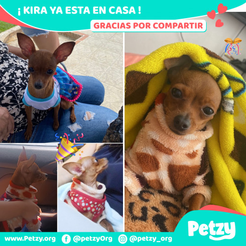 Foto de mascota Kira