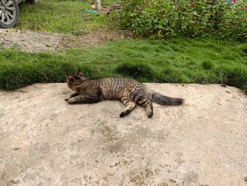 Nala