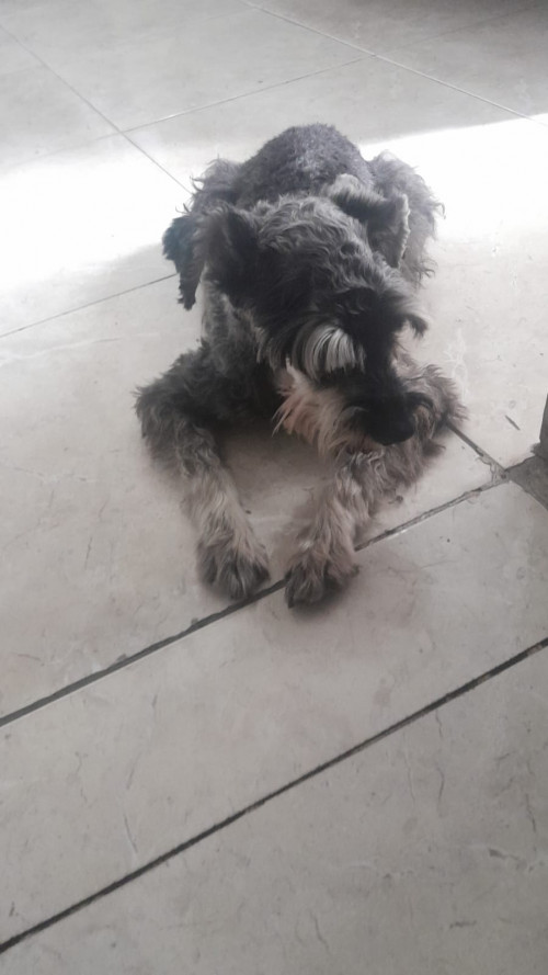 Zeus O Tony