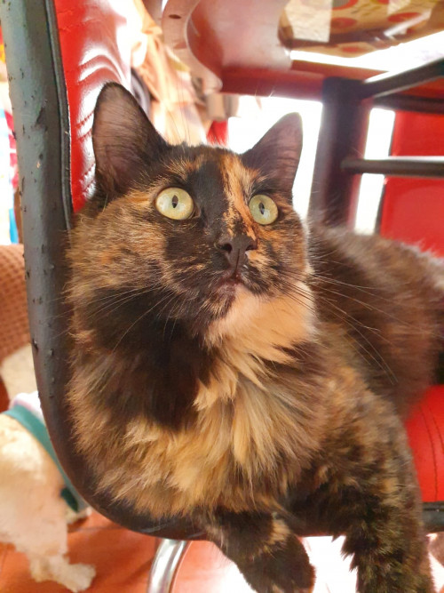 Mocca