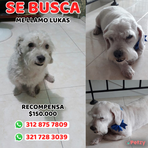 Foto de mascota Lukas