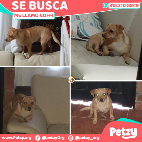 Foto de mascota Coffi