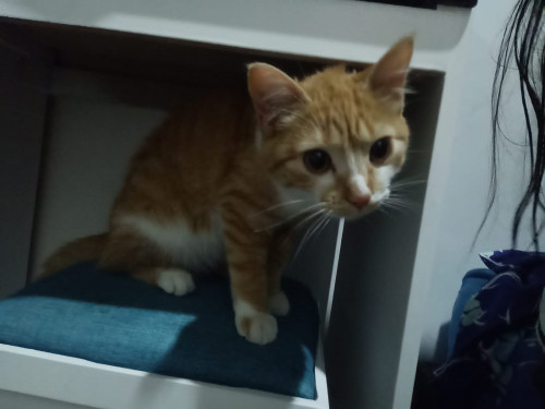 Kira
