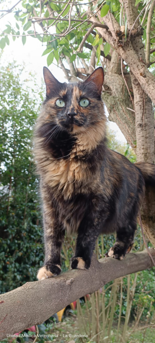Mocca