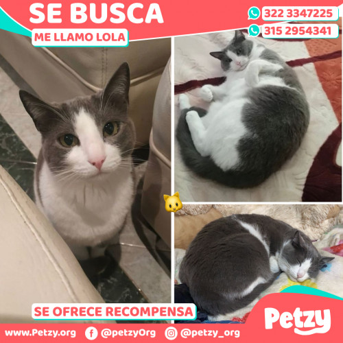 Foto de mascota Lola