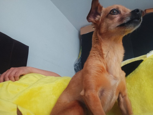 Panela