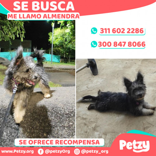 Foto de mascota Almendra