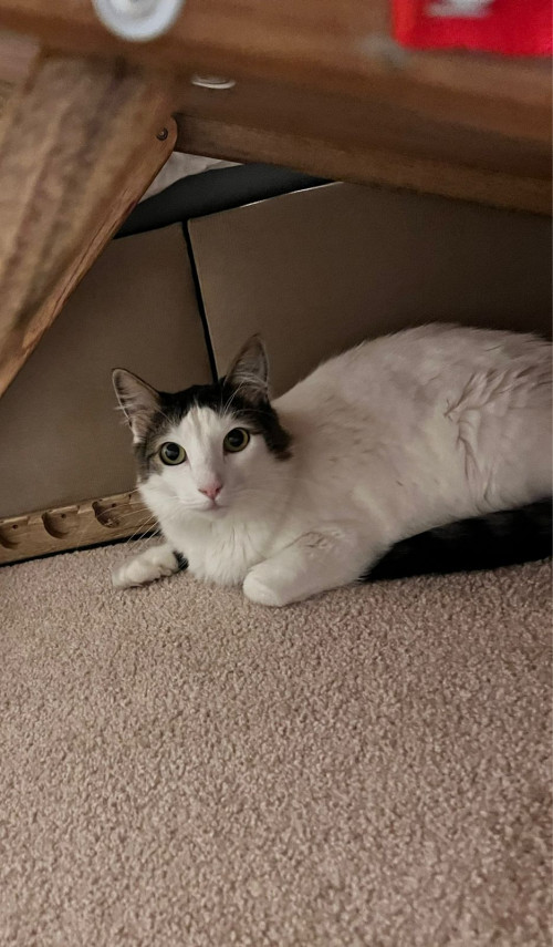 Leo