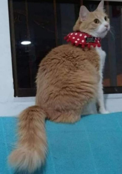 Nala
