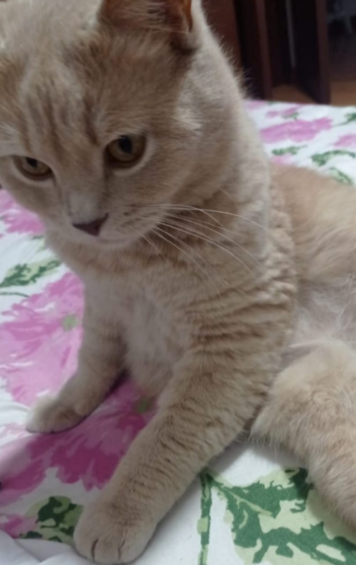 Romeo