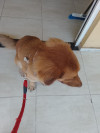 Foto de Zeus en Villavicencio Meta #1