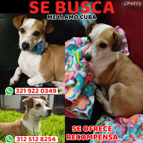 Foto de mascota Cuba