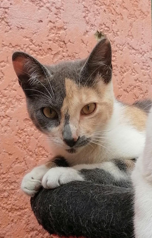 Cloe