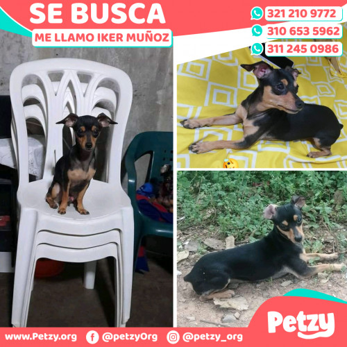 Foto de mascota Iker Muñoz