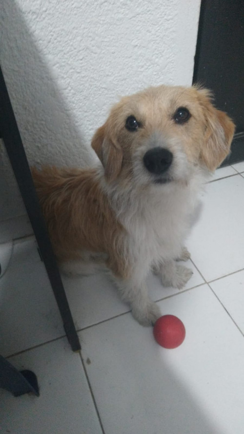 Odie