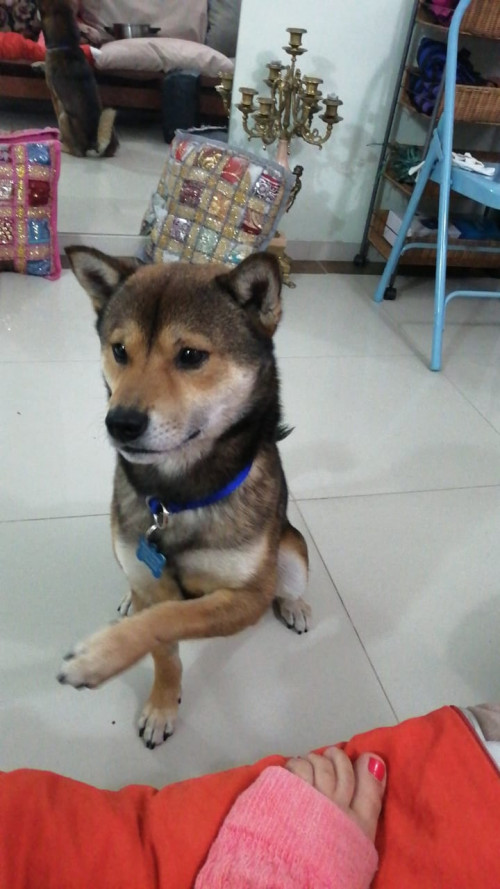 Hatchi 