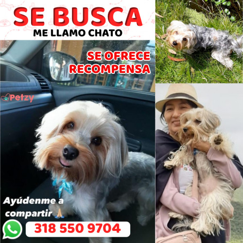 Foto de mascota Chato