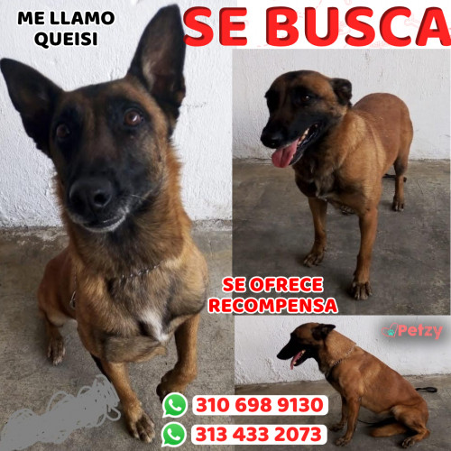 Foto de mascota Queisi