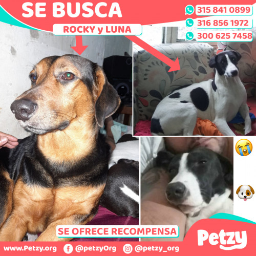 Foto de mascota Rocky Y Luna