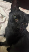 Foto de Neko en  Bogotá #5