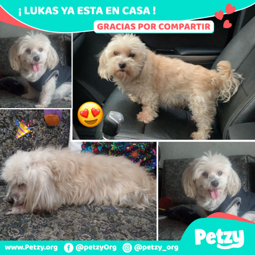 Foto de mascota Lukas