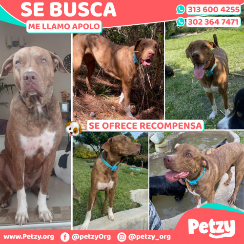 Foto de mascota Apolo