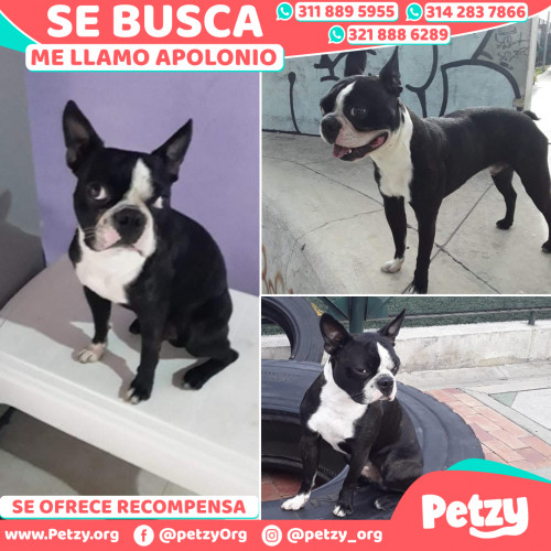 Foto de mascota Apolonio