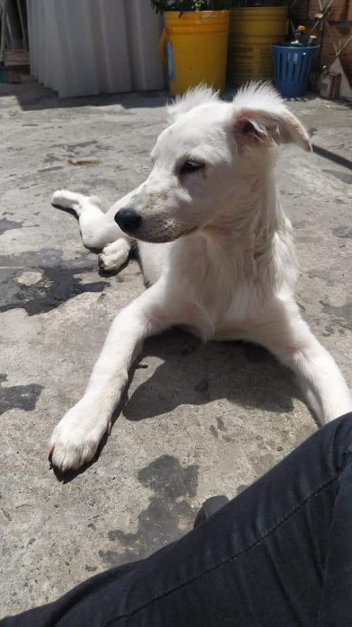Nala