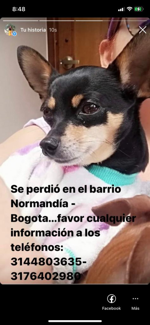 Niña