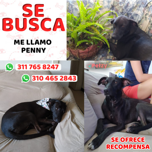 Foto de mascota Penny