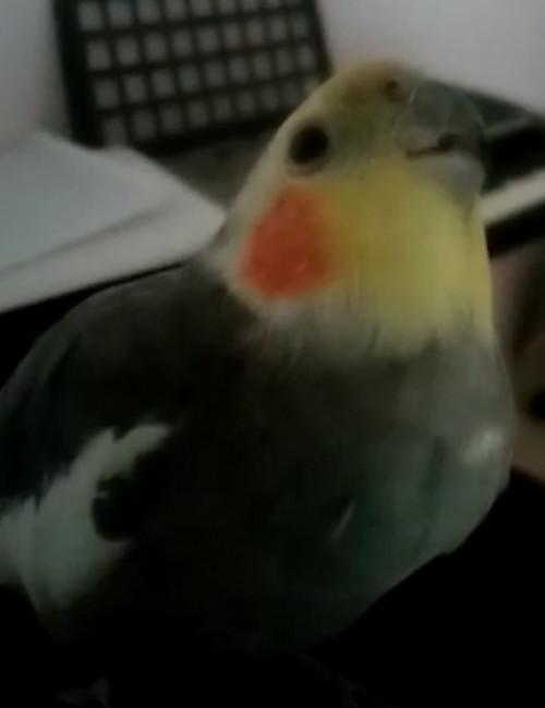 Pepe Grillo